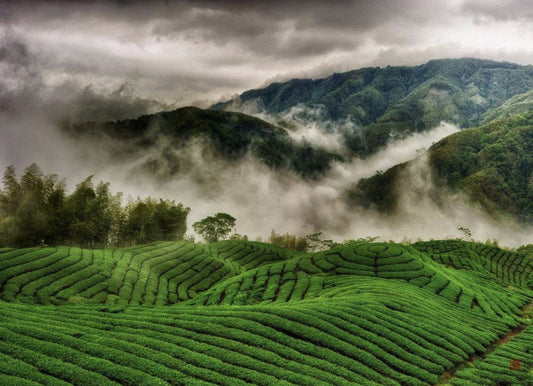 Discovering Da Yu Lin: A Very Unique Tea Location