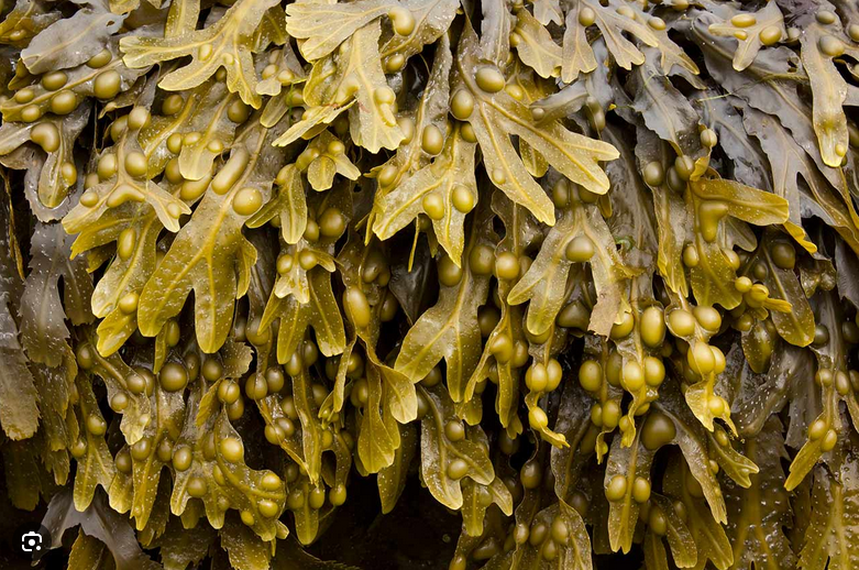 Bladderwrack Tea: Nature's Gift for Wellness and Vitality
