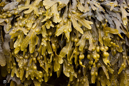 Bladderwrack Tea: Nature's Gift for Wellness and Vitality