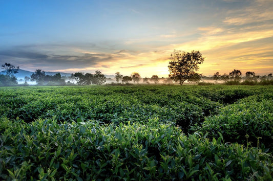 A Harmonious Pairing: Cushla Tea The Beloved Beverage