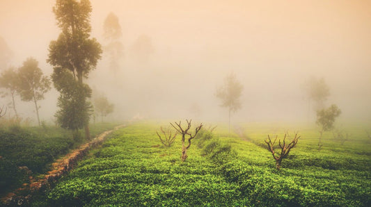 The Purest Tea: High Mountain Tea Growing