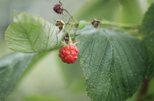 Raspberry Leaf Tea Benefits: A Deep Dive into the Native American Tradition