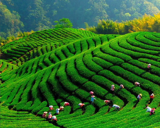 Tie Guan Yin Tea Farms