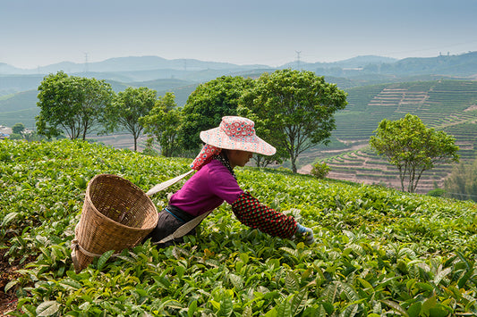 Why Yunnan Tea Is Famous