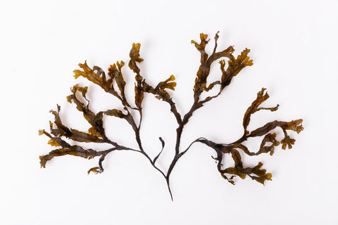 Buy Bladderwrack Tea on Cushlatea