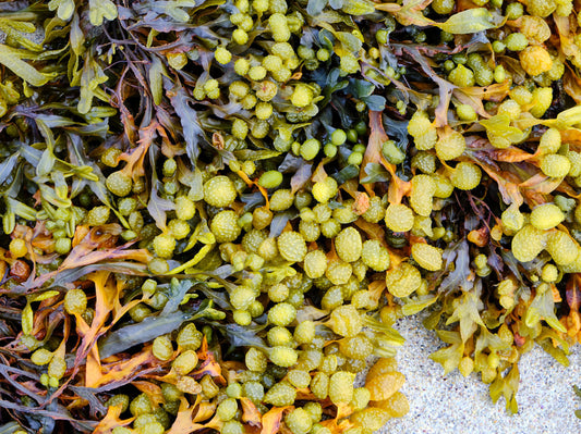 Bladderwrack Seaweed