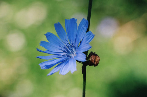 Alternatives to Coffee