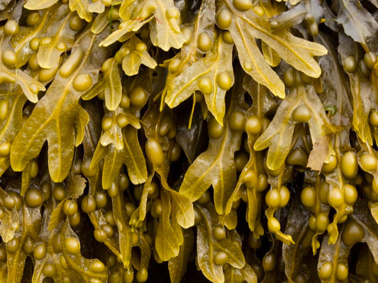 Bladderwrack Benefits