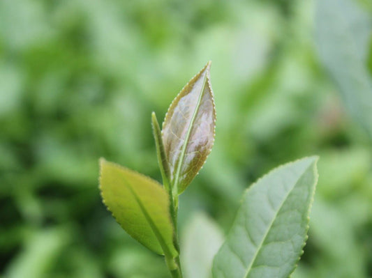 Oolong Tea Benefits for Your Health