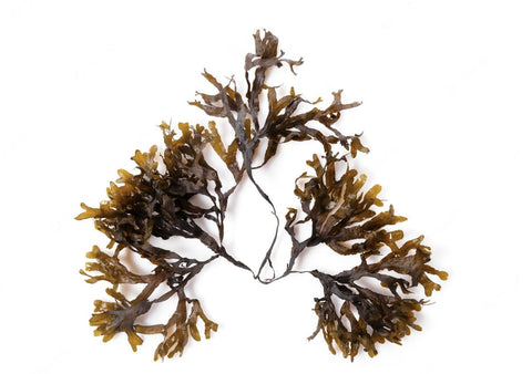 Seaweed Tea: Believe It Or Not This Can Be Delicious