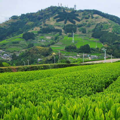 Japanese Organic Sencha Green Tea 1 LB