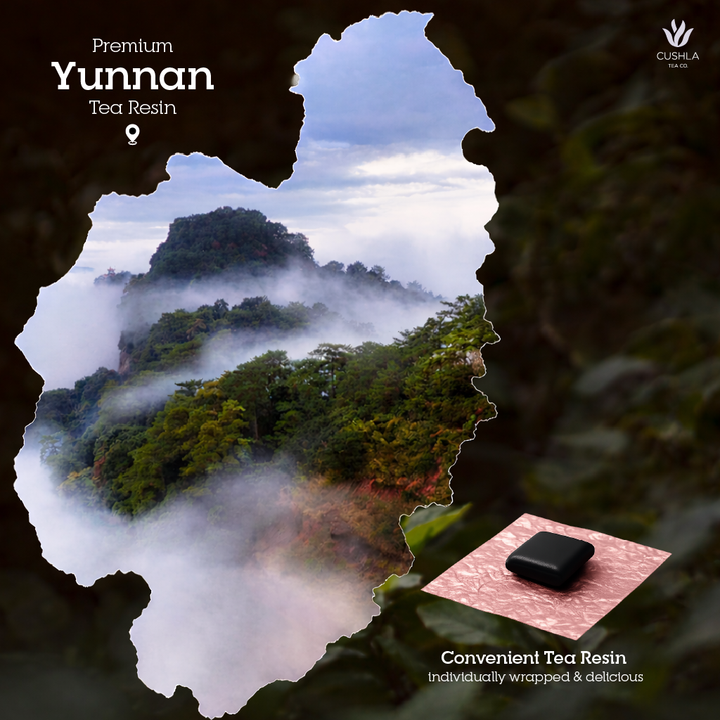 Puer Chrysanthemum Resin Shu